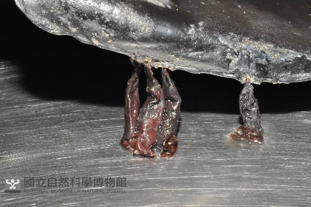 外藤壺藏品圖，第6張