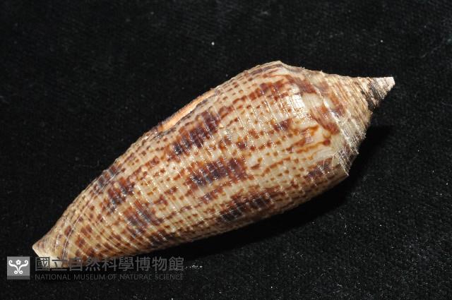 長芋螺藏品圖，第6張