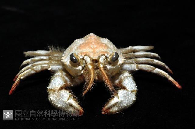 顯著瓊娜蟹藏品圖，第6張