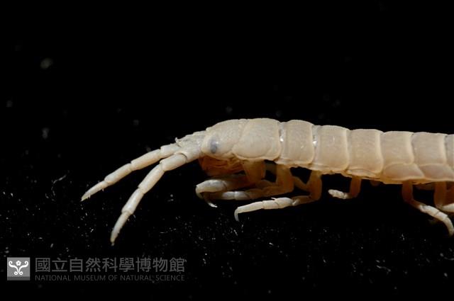 平尾棒鞭水虱藏品圖，第6張