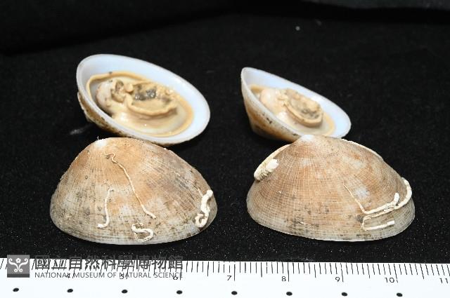 尖頂梳齒笠螺藏品圖，第6張