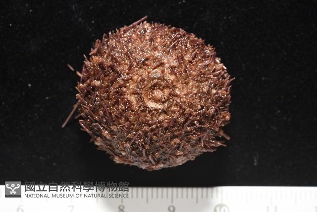 魯氏硬海膽藏品圖，第6張