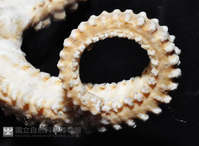 鞭枝蛇尾藏品圖，第6張