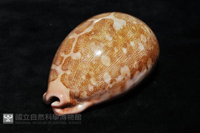 泛紅地圖寶螺藏品圖，第6張