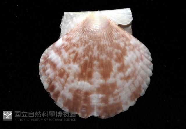 箱形海扇蛤藏品圖，第6張