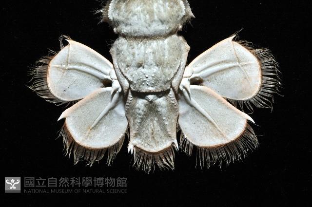 史氏擬海螯蝦藏品圖，第6張