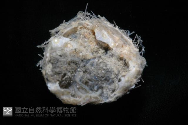小葫蘆海膽藏品圖，第6張