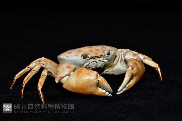 紅斑斗蟹藏品圖，第6張