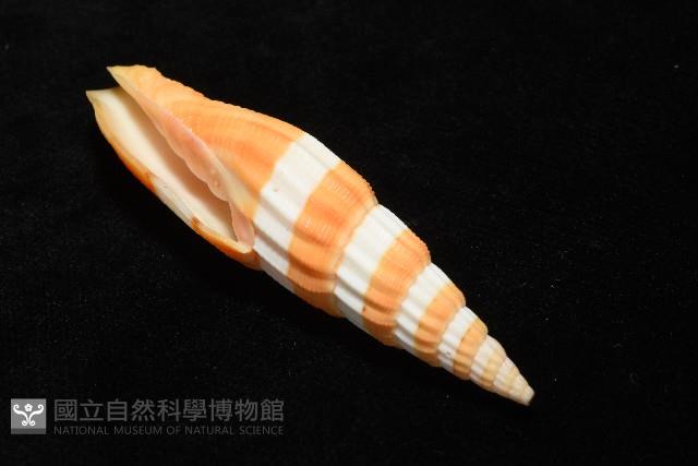 登錄號:007819-00120藏品圖，第6張