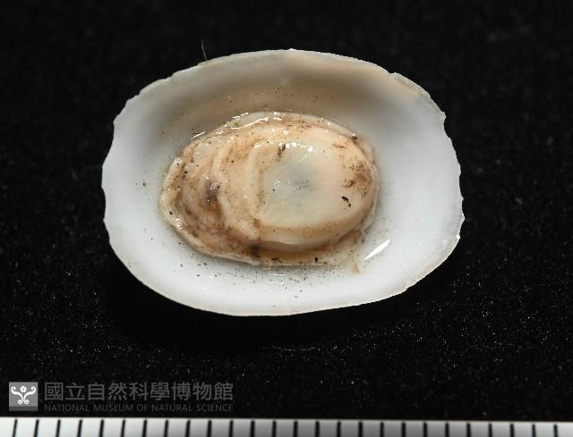 登錄號:004961-00120藏品圖，第6張