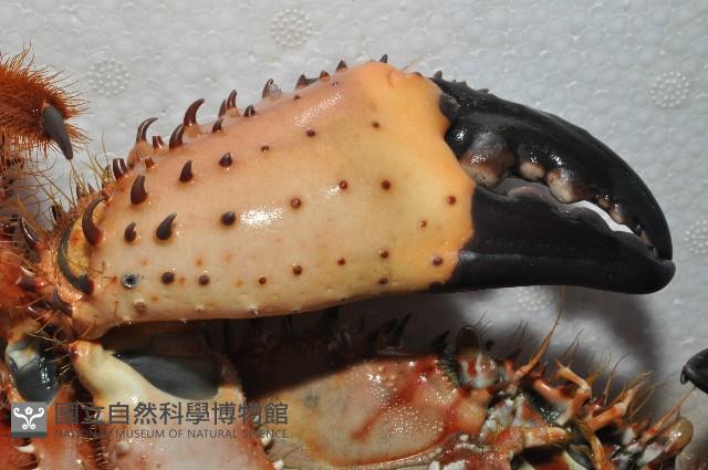 武裝深海蟹藏品圖，第6張
