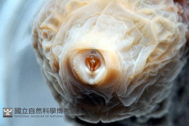 未知種海蛞蝓藏品圖，第6張