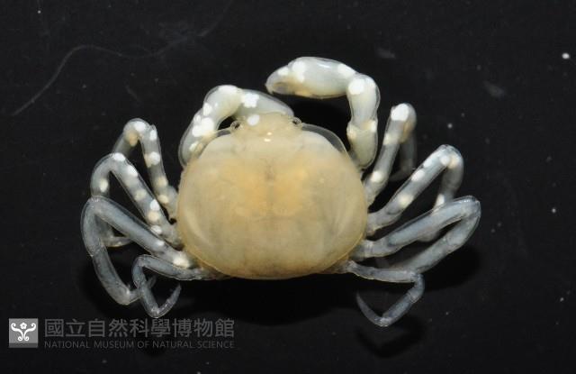 中華蚶豆蟹藏品圖，第6張