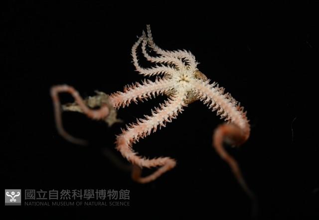 未知種輻蛇尾藏品圖，第6張