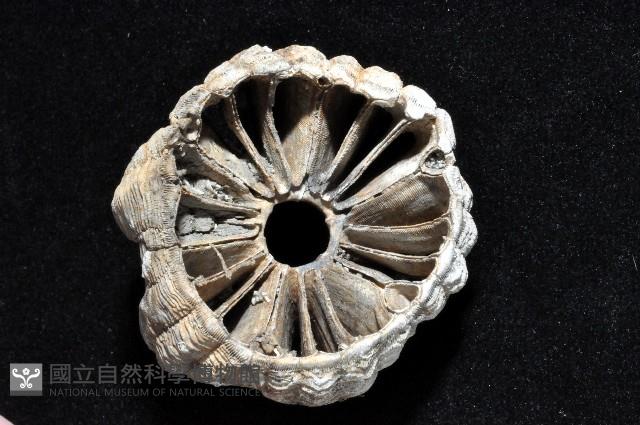 桶冠鯨藤壺藏品圖，第6張