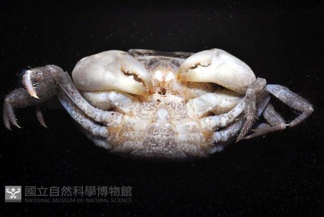 肥胖後相手蟹藏品圖，第6張