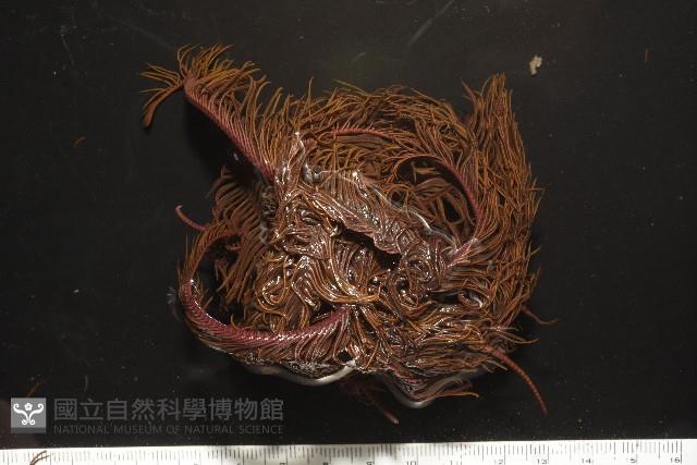 餘刺短羽枝藏品圖，第6張