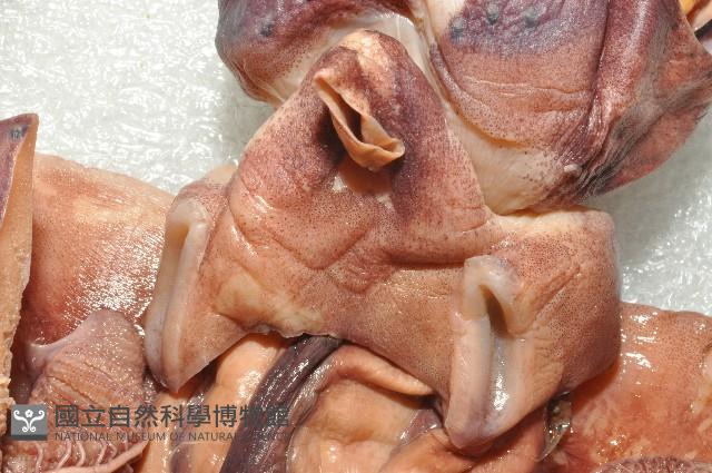 奇妙帆魷藏品圖，第6張