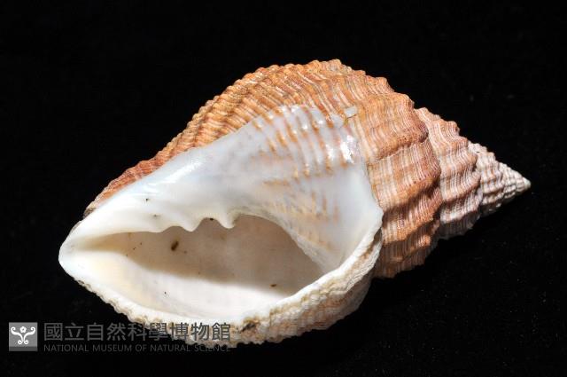 粗布核螺藏品圖，第6張