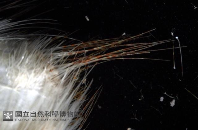 扁仙壺海膽藏品圖，第6張
