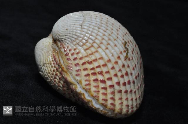 草莓鳥尾蛤藏品圖，第6張