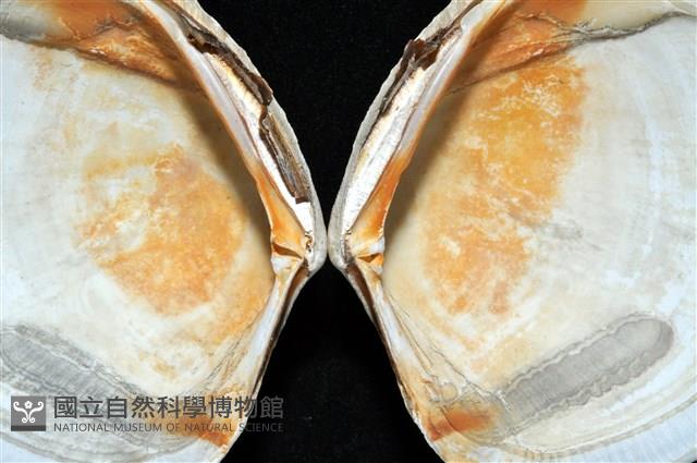 環紋扁滿月蛤藏品圖，第6張