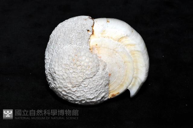 蠟黃芋螺藏品圖，第6張