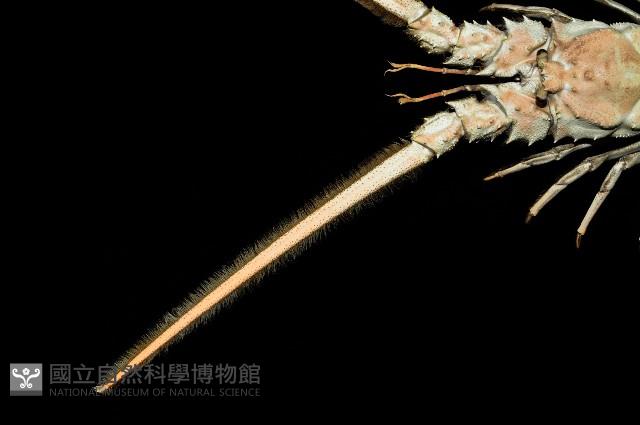 三角脊龍蝦藏品圖，第6張