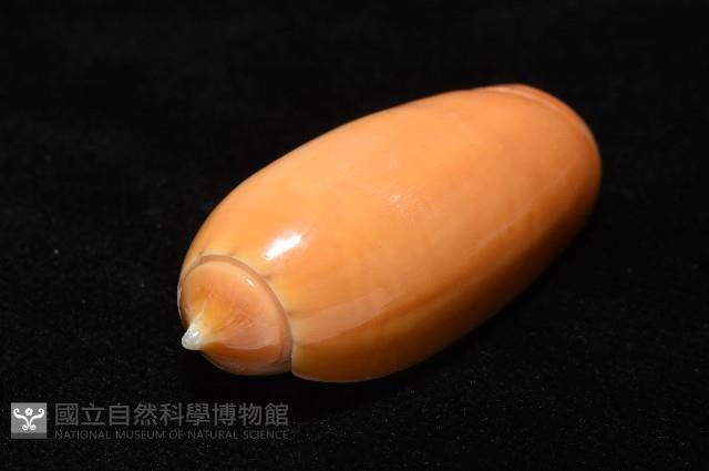 登錄號:007819-00130藏品圖，第6張