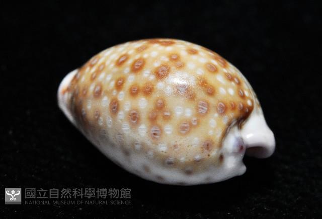 紫緣寶螺藏品圖，第6張