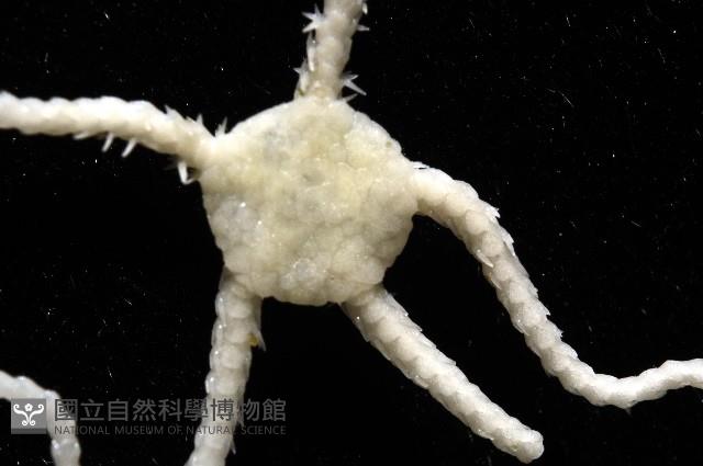 未知種真蛇尾藏品圖，第6張