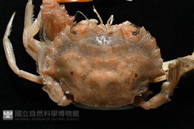 雙斑蟳藏品圖，第6張