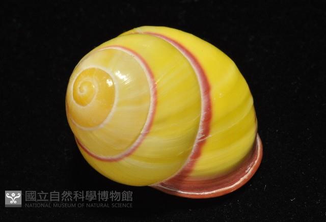 環紋光澤蝸牛藏品圖，第6張