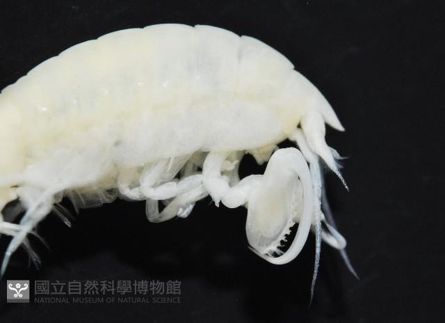 未知種深海鉤蝦藏品圖，第6張