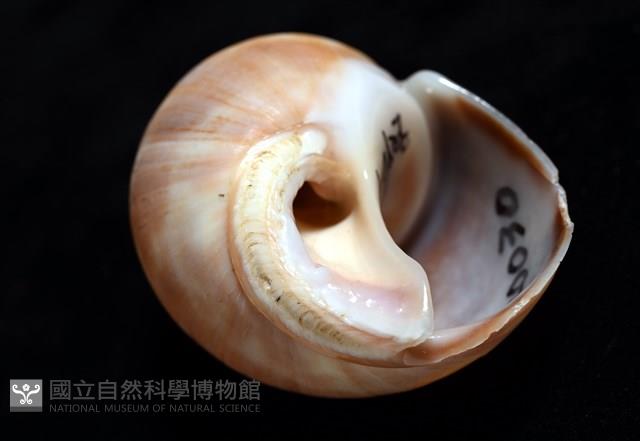錫蘭鳳螺藏品圖，第6張