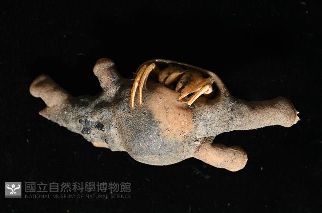 寄居蟹鞘群海葵藏品圖，第6張