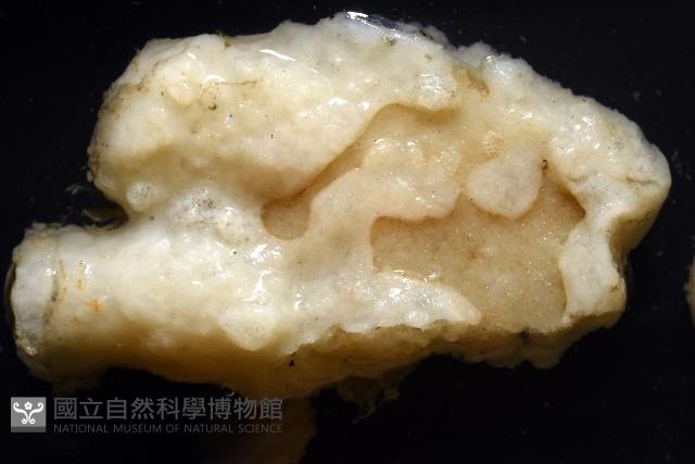 未知種海綿藏品圖，第6張
