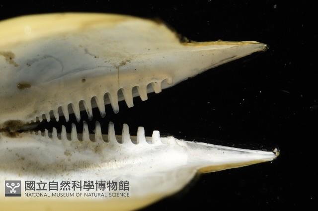 深淵馬刺蛤藏品圖，第6張