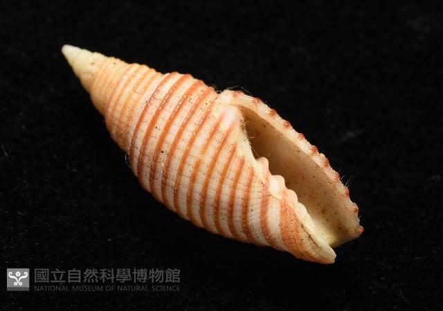 巧彫筆螺藏品圖，第6張