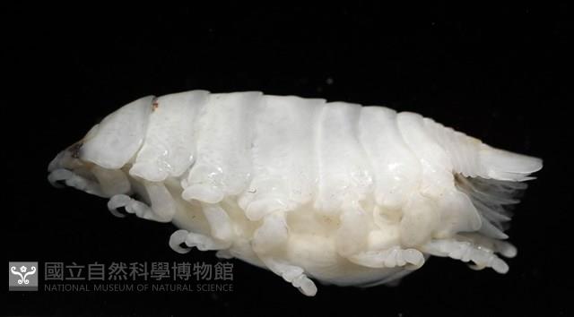 未知種縮頭水虱藏品圖，第6張