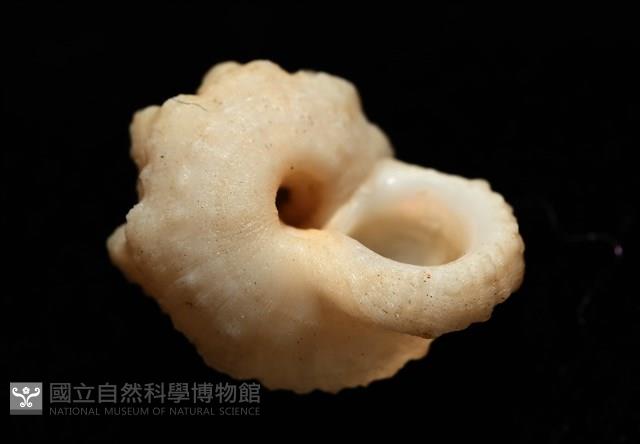 孤鴻花冠螺藏品圖，第6張