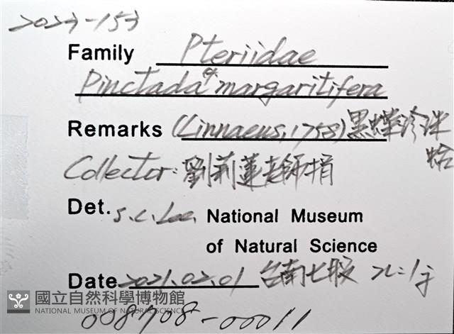 黑蝶珍珠蛤藏品圖，第6張