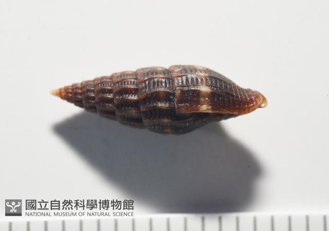 微光蛹筆螺藏品圖，第6張