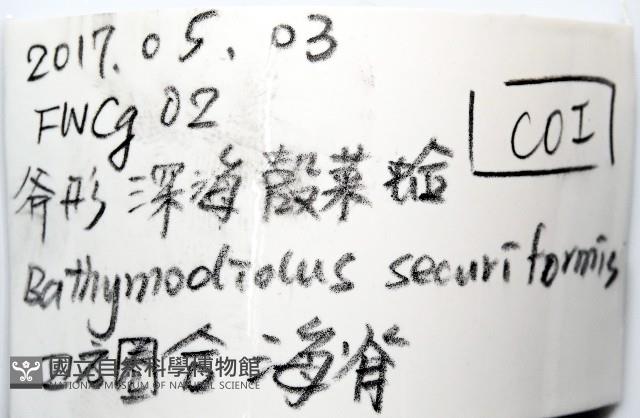 斧形深海殼菜蛤藏品圖，第6張