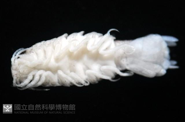 未知種浪漂水虱藏品圖，第6張
