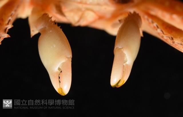 基氏盾牌蟹藏品圖，第6張