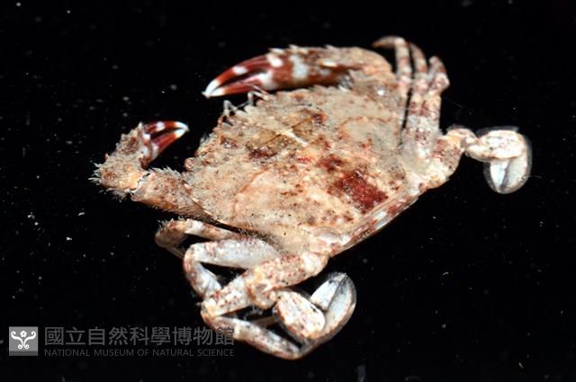 顆粒蟳藏品圖，第6張