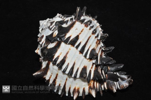 刺蝟骨螺藏品圖，第6張