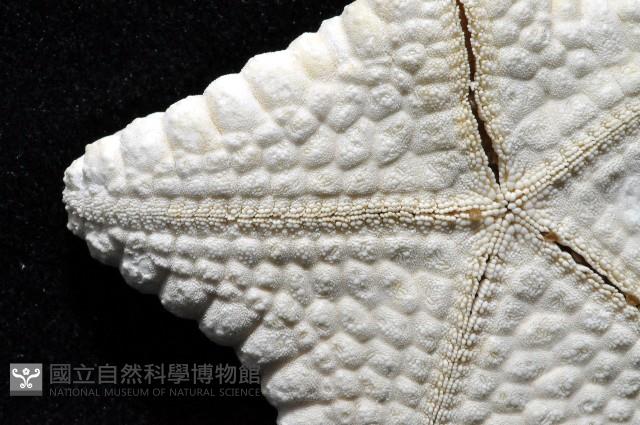 麵包海星(饅頭海星)藏品圖，第6張
