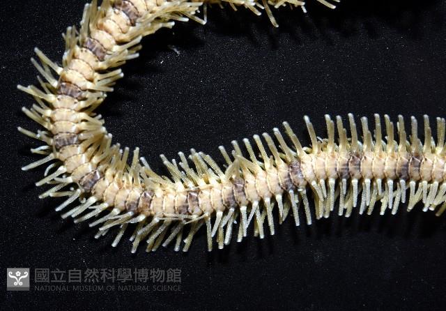 長大刺蛇尾藏品圖，第6張